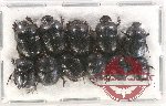 Scientific lot no. 621 Coprophaga (11 pcs)