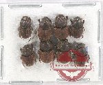 Scientific lot no. 624 Coprophaga (Caccobius sp.) (8 pcs)