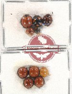 Scientific lot no. 96 Coccinelidae (10 pcs)