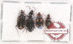 Scientific lot no. 544A Carabidae (4 pcs)