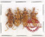 Scientific lot no. 340 Tenebrionidae (4 pcs)