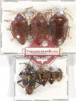 Scientific lot no. 941 Heteroptera (7 pcs - 4 pcs A2)