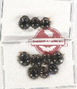 Scientific lot no. 943A Heteroptera (10 pcs)