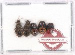Scientific lot no. 935 Heteroptera (5 pcs)