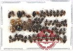 Scientific lot no. 943B Heteroptera (54 pcs)