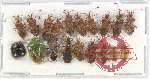 Scientific lot no. 945 Heteroptera (19 pcs)
