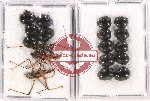 Scientific lot no. 937 Heteroptera (18 pcs)