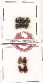 Hydrophilidae Scientific lot no. 132 (12 pcs)