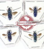 Scientific lot no. 10 Chrysididae (4 pcs)