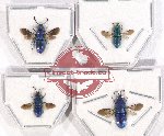 Scientific lot no. 12 Chrysididae (4 pcs)