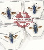 Scientific lot no. 11 Chrysididae (4 pcs)