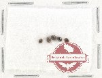 Scientific lot no. 85 Coccinelidae (5 pcs)