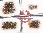 Scientific lot no. 94B Coccinelidae (24 pcs)