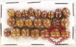 Scientific lot no. 92 Coccinelidae (23 pcs)