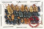 Scientific lot no. 428 Chrysomelidae (28 pcs)