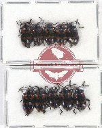 Scientific lot no. 419 Chrysomelidae (10 pcs)