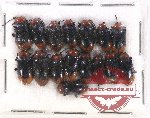 Scientific lot no. 412 Chrysomelidae (16 pcs)