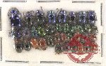 Scientific lot no. 425 Chrysomelidae (36 pcs)