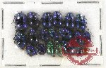 Scientific lot no. 424 Chrysomelidae (20 pcs)