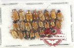 Scientific lot no. 427 Chrysomelidae (24 pcs)