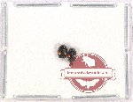 Scientific lot no. 416 Chrysomelidae (2 pcs)