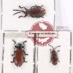 Scientific lot no. 430 Chrysomelidae (3 pcs)