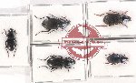 Scientific lot no. 545A Carabidae (5 pcs)