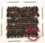 Scientific lot no. 626 Coprophaga (56 pcs)