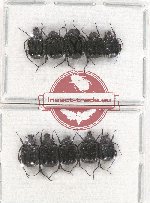 Scientific lot no. 30 Valginae (10 pcs)