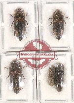 Scientific lot no. 62 Eucnemidae (5 pcs)