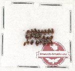 Scientific lot no. 77 Dytiscidae (23 pcs)