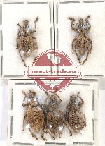 Scientific lot no. 676 Curculionidae (5 pcs)
