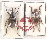 Scientific lot no. 672 Curculionidae (2 pcs)