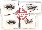 Scientific lot no. 105 Anthribidae (4 pcs)