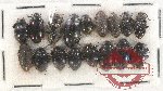 Scientific lot no. 305 Tenebrionidae (17 pcs)