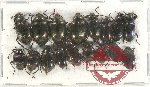 Scientific lot no. 300 Tenebrionidae (17 pcs)