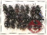 Scientific lot no. 292 Tenebrionidae (20 pcs)