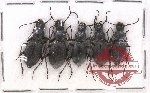 Scientific lot no. 323 Tenebrionidae (5 pcs)