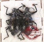 Scientific lot no. 311 Tenebrionidae (2 pcs)