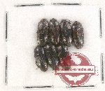 Scientific lot no. 296 Tenebrionidae (7 pcs)