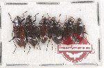 Scientific lot no. 309 Tenebrionidae (6 pcs)