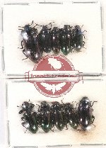 Scientific lot no. 303 Tenebrionidae (10 pcs)