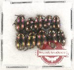 Scientific lot no. 316 Tenebrionidae (10 pcs)