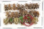 Scientific lot no. 934 Heteroptera (24 pcs)