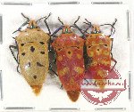 Scientific lot no. 959 Heteroptera (3 pcs A2)