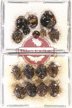 Scientific lot no. 951 Heteroptera (16 pcs)