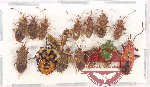 Scientific lot no. 947 Heteroptera (16 pcs)