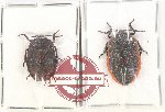 Scientific lot no. 957 Heteroptera (2 pcs)