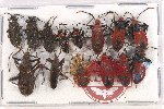 Scientific lot no. 936 Heteroptera (14 pcs)