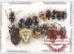 Scientific lot no. 932 Heteroptera (15 pcs)